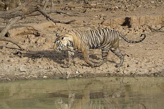 В Индии туристы застряли в ночном парке с опасными хищниками