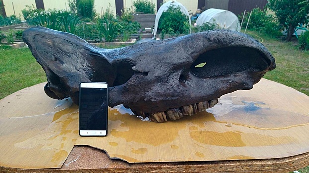 В Тобольске нашли череп доисторического носорога
