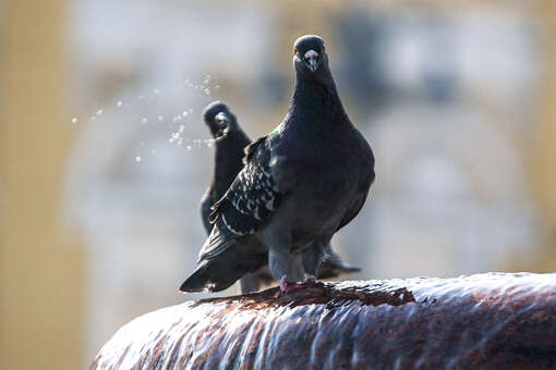«Фонтанка»: в коробке у поджигательницы из Петербурга оказался голубь