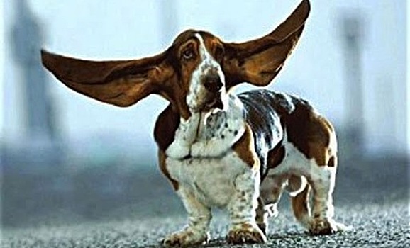 Самая ушастая собака в мире — бассет по кличке Джефри