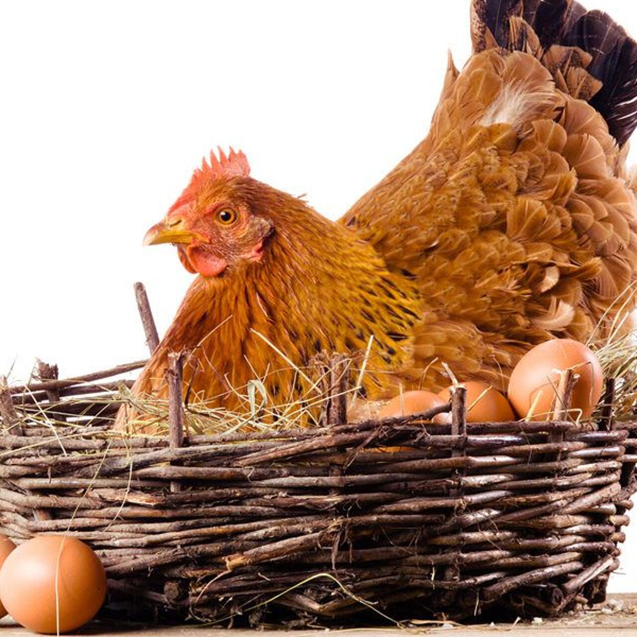 Насесты для кур фото оригинальные идеи своими руками