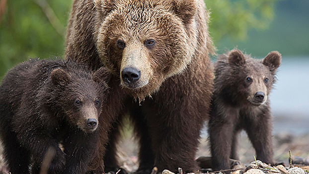 Times: медведей в России приравняют к стратегическим ресурсам, как нефть и газ