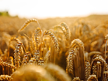 Приметы и поверья на 4 октября: что нельзя делать в день Кондрата и Ипата