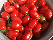 Ранняя "Грушка консервная" - самый любимый томат для заготовок, и не только!