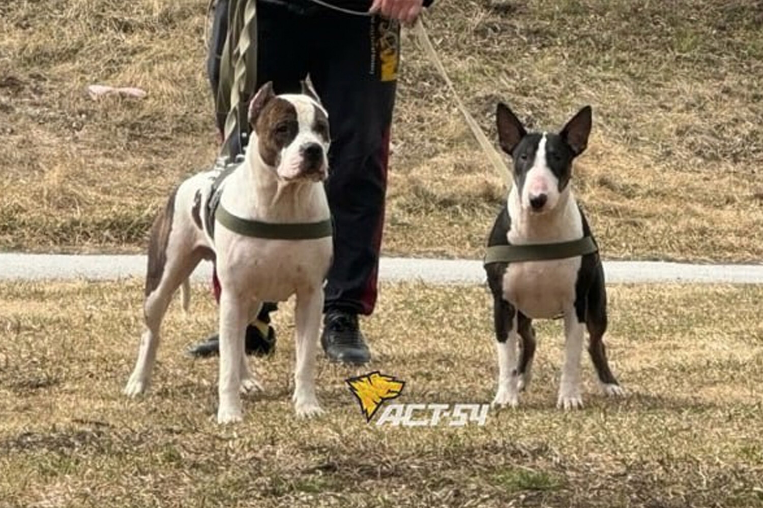 В Новосибирске хозяин бойцовских псов избил женщину после замечания