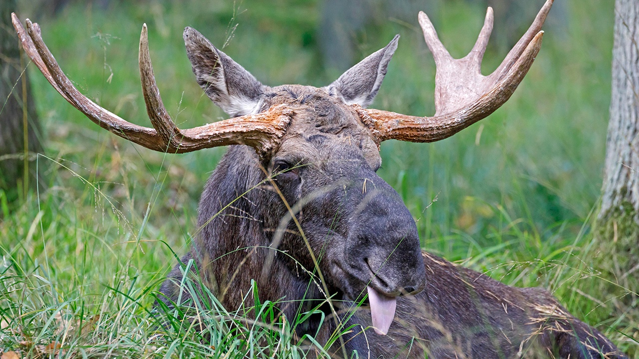 Заблудившегося в Петербурге лося поймали и вернули в лес