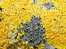 Ученые назвали, что помогло живым организмам освоить сушу