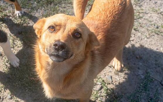 Мэрия Железногорска выплатит 50 тысяч рублей мальчику, которого укусила бездомная собака