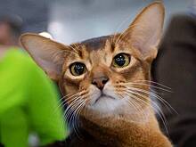 Кот из России оказался самым красивым в мире