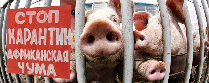 В Тверской области впервые за четыре года обнаружили очаг африканской чумы свиней