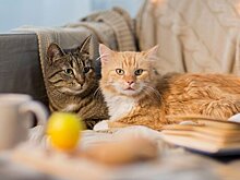 Терапевт Хухрев: аквариумные рыбки и кошки могут провоцировать аллергию и астму