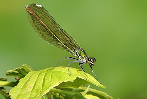 В Москве замечена краснокнижная стрекоза-красотка