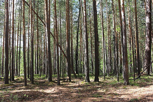 От томского лесозаготовителя потребовали восстановить лес на 198 гектарах