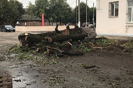 На территории 72 школ и детсадов Краснодара проверили состояние деревьев