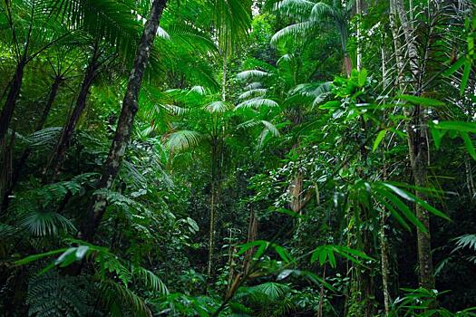Бразилия, Конго и Индонезия образуют тройственный союз для спасения джунглей
