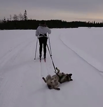 "Немотивированного" пса вынудили кататься на лыжах