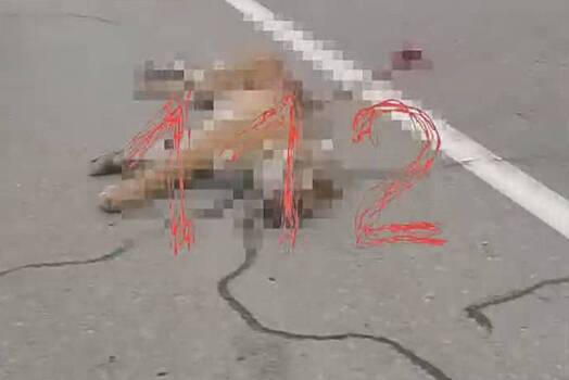 Сбитый в Приморье амурский тигр попал на видео