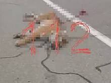 Сбитый в Приморье амурский тигр попал на видео