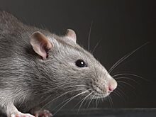 Как ошибаются крысы и люди в решении «проблемы Линды»