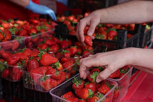 Россиянам спрогнозировали резкое снижение цен на один продукт