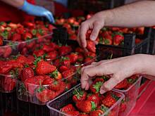 Россиянам спрогнозировали резкое снижение цен на один продукт