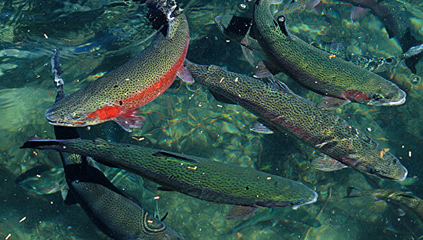 Экологи выясняют причину гибели краснокнижных рыб в реке под Калининградом