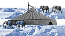 Цирк уже не тот: из-за кого замерзают слоны в Кузбассе?