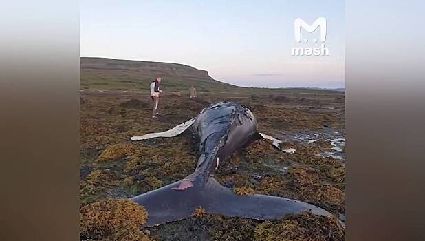 Выброшенного на берег Баренцева моря шестиметрового кита засняли на видео