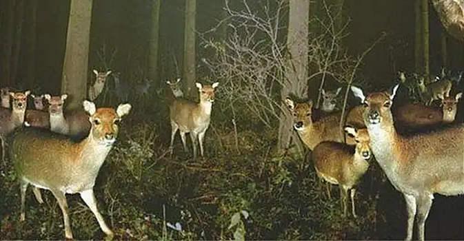 Удивительный лес: 11 раз, когда скрытые камеры ловили животных на странных занятиях