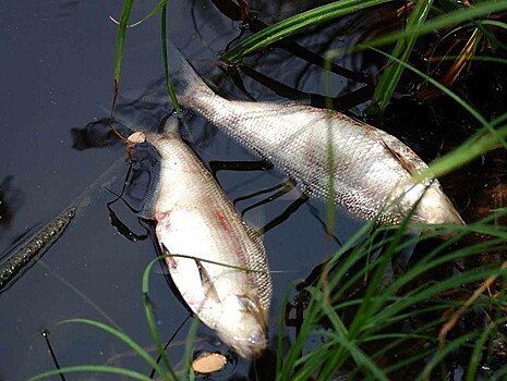 В Тверской области приток Волги уже ядовит не только для рыб, но и для птиц
