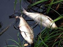 В Тверской области приток Волги уже ядовит не только для рыб, но и для птиц