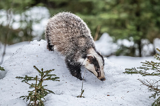 Под Новосибирском на водителя, менявшего колесо, напал агрессивный барсук