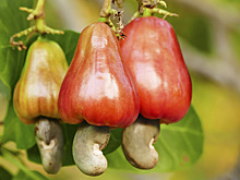 Ананас, манго, кешью: посмотрите, как растут фрукты и орехи в дикой природе