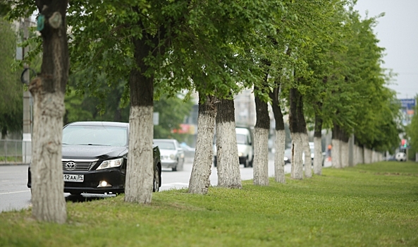 Эксперты оценили результаты обрезки деревьев в Волгограде
