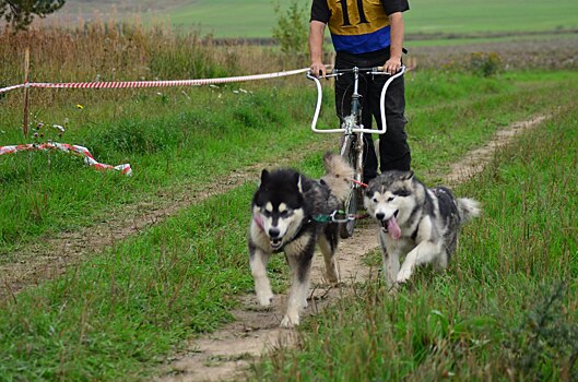 Житель Вологды проедет 6 километров вдоль финской границы на собачьей упряжке