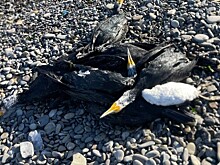 Тайна Суджукской косы: 300 мертвых бакланов найдены на берегу моря под Новороссийском