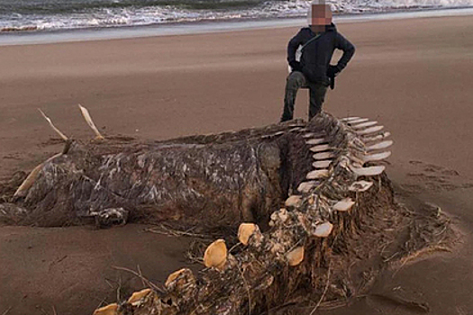 Скелет неопознанного существа вынесло на берег