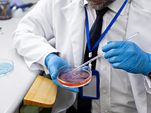 Ученые разработали и имплантировали свинье биоэквивалент мочеточника