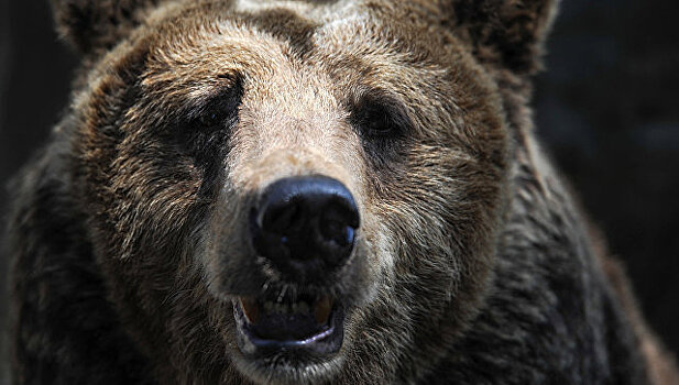 На Камчатке полицейские застрелили медведя рядом с больницей