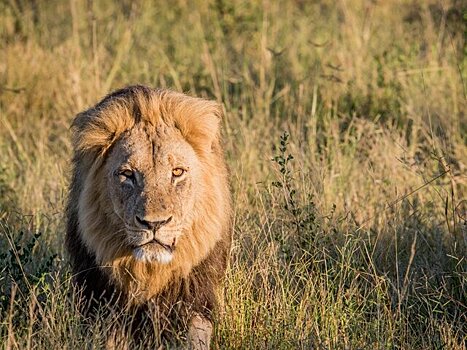 Mirror: лев напал на мужчину и съел часть его тела в Ираке