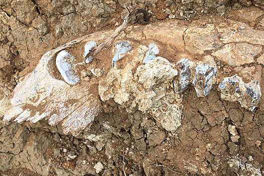 В Австралии найдены останки крупнейшего сумчатого в истории Земли