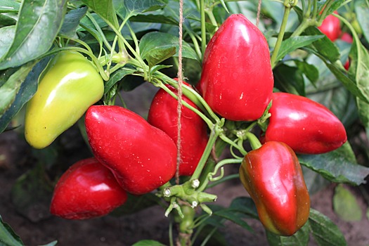 Новосибирские учёные вывели сорта овощей «Египетская сила» и «Семёновна»