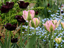 Композиции с луковичными в дизайне сада: практические советы