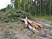 Рослесхоз: Сибирь остается лидером по незаконной рубке деревьев