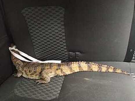 Крокодила Гошу, которого сдал в полицию житель Тарноги, перевезли в Подмосковную Коломну