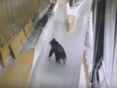 Медведь гулял по санно-бобслейной трассе в Сочи: видео