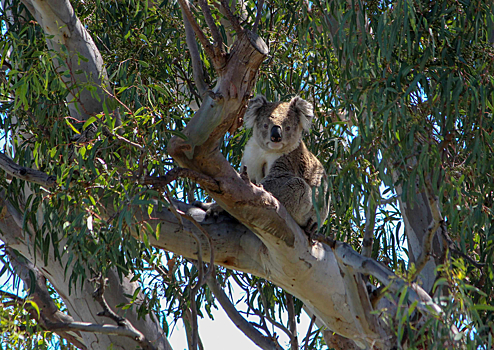 Власти расстреляли более 700 коал после пожаров в австралийских лесах