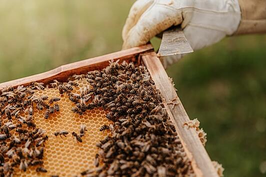 В Австралии пчелы научились считать