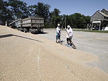 Производитель элитных семян со Ставрополья отстоял в суде свою субсидию