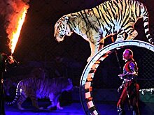 Смертельный номер: как не стать жертвой атаки цирковых животных